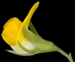 Image result for Lathyrus hygrophilus