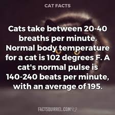 This can often be an indication that your cat is not able to bring enough oxygen into the lungs to supply their bodys need. In Just Seven Years A Single Pair Of Cats And Their Offspring Could Factsquirrel