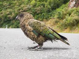 Kea synonyms, kea pronunciation, kea translation, english dictionary definition of kea. Der Sehr Seltene Kea Alpine Papageienvogel Aus Neuseeland Kea Vogel Sind Im Niedergang Und Sind Klassen Als Anfallige Arten Neuseeland Papagei Lizenzfreie Fotos Bilder Und Stock Fotografie Image 83602098