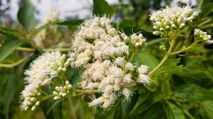 Image result for Ammi