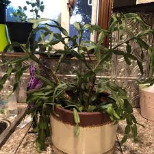 Check out our christmas cactus selection for the very best in unique or custom, handmade pieces from our house plants shops. A Coworker Gave Me Some Christmas Cactus Branches From His Plant They Ve Been In This Planter For Over A Week And Still Don T Seem Very Happy How Do I Make Him Happier