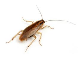 Big m pest control provides corpus christi, ingleside, north padre, south shore and portland, tx with expert extermination services from integrated pest control management scheduling monthly pest control sprays, laying traps and surveying your property for future insect or rodent issues. Pete S Pest Control P O Box 61042 Corpus Christi Tx 2021