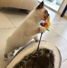 Merlin Et Le Plumeau Anemomili Criatura
