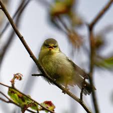 Birds In My Area Now Pin On Nature Wildlife