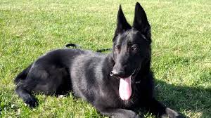 This article breaks down the complex science of genes to help you understand how your choice german shepherd puppy comes into the world in a. 46 Best Black German Shepherd Pictures