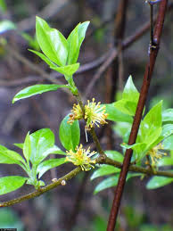 Image result for Uvaria acuminata