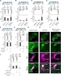 Pattawari rt.03 rw.01, desa tanah Environmental Light Is Required For Maintenance Of Long Term Memory In Drosophila Journal Of Neuroscience