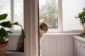 Cat facts , cat tips , cat training. 15 Tips For Leaving Your Cat Home Alone During Vacation Baxterboo
