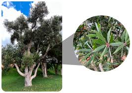 Image result for Melaleuca leucadendron