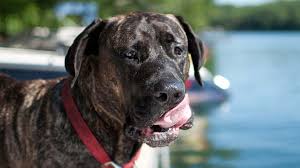 Perro De Presa Canario Information Characteristics Facts