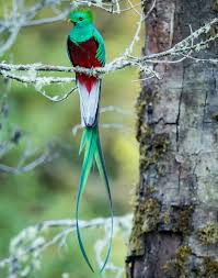 Bird With Long Colorful Tail Feathers Pin On Beautiful Nature