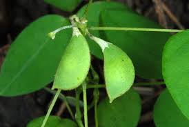 Image result for Amphicarpaea