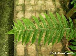 Image result for Pteris tripartita