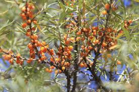 Identifying the type of the red berry tree is usually done by examining the leaves of the tree, its flowers, and the type of the trunk. Sea Buckthorn Information Tips On Growing Sea Buckthorn Plantssea Buckthorn Information Tips On Growing Sea Buckthorn Plants