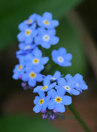 And their names are almost similar. Forget Me Nots Flowers Featured Content Lovingly