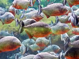 Ikan air tawar baung adalah jenis ikan air tawar yang termasuk dalam marga hemibragus,dari suku bagridae. Inilah Jenis Jenis Ikan Predator Air Tawar Yang Perlu Anda Ketahui Ikanesia Id Blog Ikan No 1 Di Indonesia