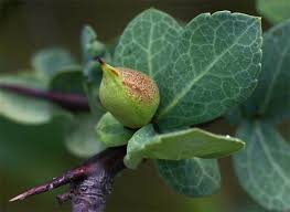 Image result for Commiphora viminea