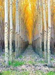 Lets Take A Stroll Beautiful Tree Beautiful Nature Nature