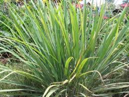 Image result for Cymbopogon citratus