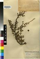 Image result for Commiphora tenuipetiolata