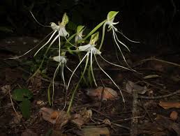 Image result for Bonatea pulchella