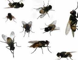 Tips to remove flies and mosquitoes take thin lime and cloves, make it as in the picture. Anim Agro Technology Cara Cara Halau Lalat