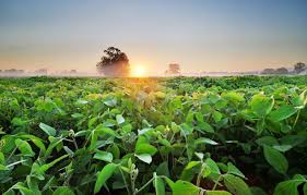 Big collection of plantation hd wallpapers for phone and tablet. Wallpaper Greens Field Trees Fog Dawn Morning Plantation Soybean Soy Images For Desktop Section Pejzazhi Download