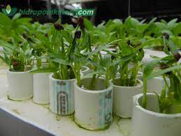 Apa kelebihan dan kekurangan tanaman hidroponik? 17 Jenis Tanaman Hidroponik Untuk Pemula Hidroponik Store