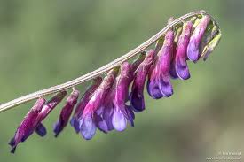 Image result for Vicia villosa