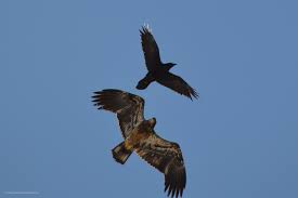 Birds Of Prey Upstate New York Pin On Eagles Upstate New York