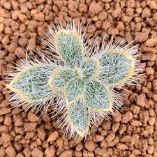 Image result for Gethyllis