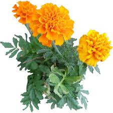 10 Plants Flowers Png Images Free Cutout Plants For Architecture Landscape Interior Renderings Part 1 Plants Planting Flowers Growing Marigolds
