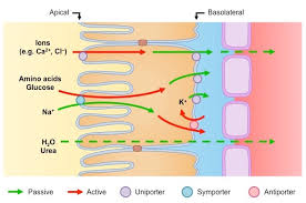 The proximal convoluted tubule is the most proximal portion of the proximal tubule and extends from the glomerular capsule to the proximal straight tubule. Selective Reabsorption Bioninja