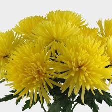 Maybe you would like to learn more about one of these? Spider Anastasia Yellow Flower Wholesale Blooms By The Box