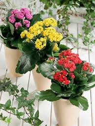 Image result for Kalanchoe rosalina