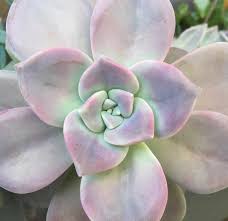 Graptoveria Purple Delight Succulents Plants Garden