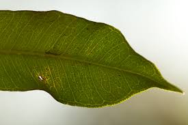 Image result for Vepris