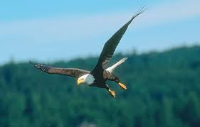 How To Identify Bald Eagles Young And Old Bird Watchers