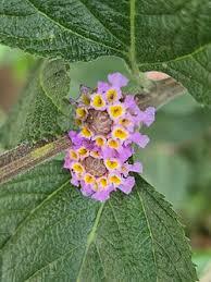 Image result for Lippia