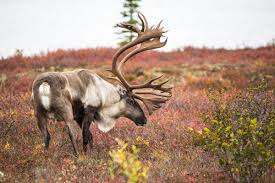 9 Animals That Are Feeling The Impacts Of Climate Change Animals Animal Habitats Caribou Hunting