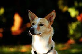 Er bewachte haus und hof und zog kleine wagen. Hunderasse Ideen Hund Rasse Mix