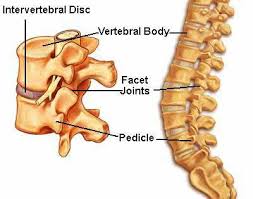 Low Back Pain And Artificial Disc Replacement