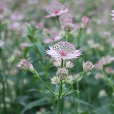 Image result for Astrantia major `Roma`