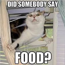 The Blog About Everything Food Hacks Funny Animal Pictures Funny Pictures Funny Animals
