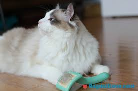 Removing matted cat fur with clippers is an option. Tips And Hacks For Dealing With Matted Cat Fur On Your Ragdoll
