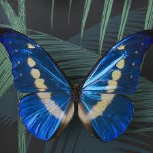 ป กพ นโดย ก ญญาล กษณ ชาววาน ช ใน Butterfly ผ เส อ