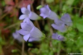 Image result for Wahlenbergia ramosissima