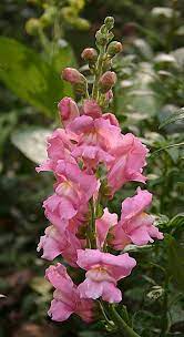 Pin On Flower Gardening