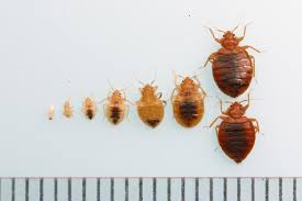 3 štěnice domácí se znovu šíří výskyt štěnice domácí se neustále zvyšuje ve všech rozvinutých státech světa podmínkou jejich výskytu není nízká hygienická úroveň bydlení nebo ubytování štěnice. Jak Poznat Stenice Zamerte Se Predevsim Na Tyto Detaily Zbavsejich Cz