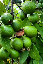 Image result for Psidium guajava